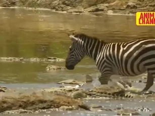 Clip: Phía trước đá trơn trượt, phía sau là cá sấu, ngựa vằn vẫn làm nên kỳ tích