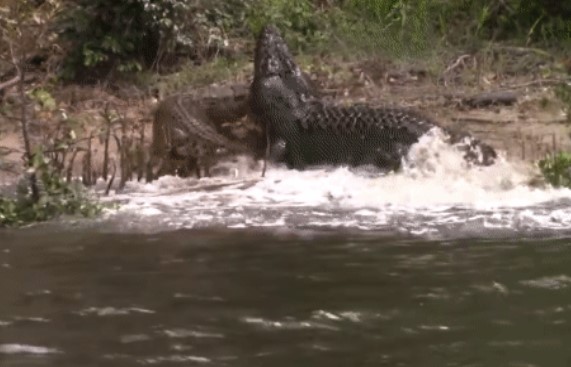 Clip: Cá sấu cái đang nằm sưởi ấm, dưới nước bỗng vọt lên một 'bóng đen': Cuộc truy sát bắt đầu