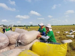 Giá gạo xuất khẩu giảm nhẹ