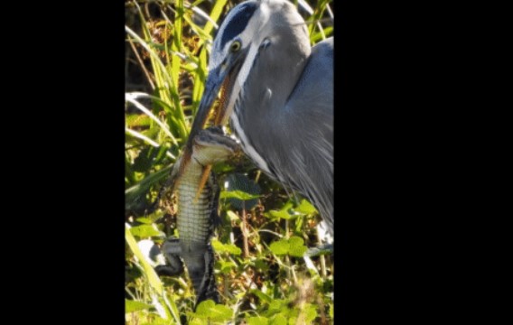 Cận cảnh cá sấu bị diệc khổng lồ Bắc Mỹ bắt được và cái kết bi thảm cho 'vua đầm lầy'