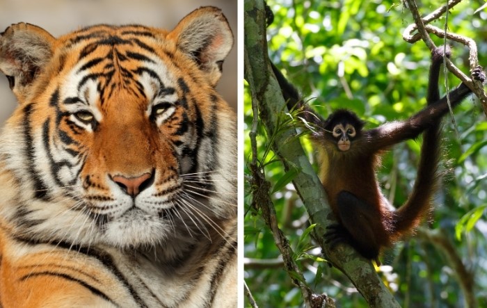 Vận mệnh đảo chiều, phước lành tụ hội tháng 6 âm: 3 tuổi rung đùi có tiền, có lộc