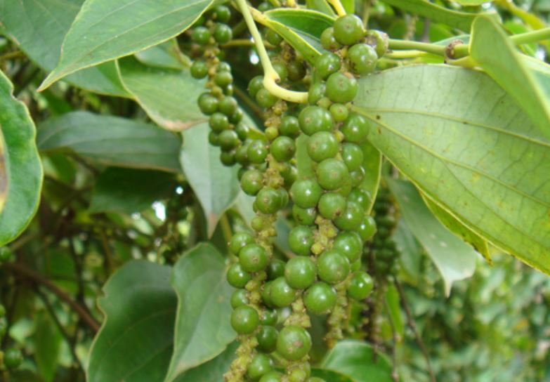 Giá tiêu xuất khẩu tăng khoảng 1.000 USD/tấn