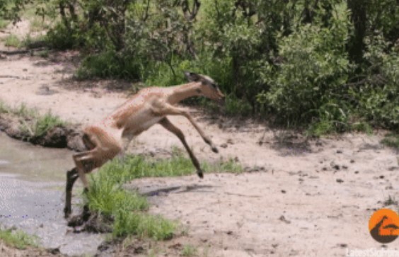 Clip: Linh dương vừa thoát khỏi hàm cá sấu lại bị 'bóng đen' lao ra chặn đường, số phận nó sẽ ra sao?