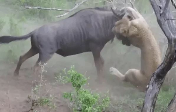 Tưởng không lối thoát, linh dương đầu bò bất ngờ đả bại sư tử