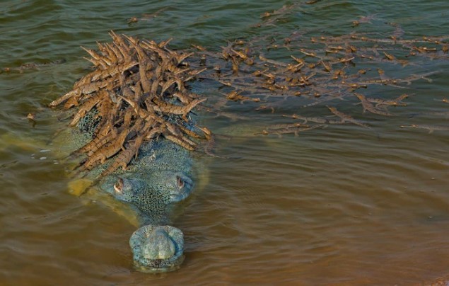 Khoảnh khắc cõng con trên lưng đầy dịu dàng của cá sấu khiến ai cũng thốt lên: "Bố là tất cả" và đây không phải là "ông bố của năm" duy nhất