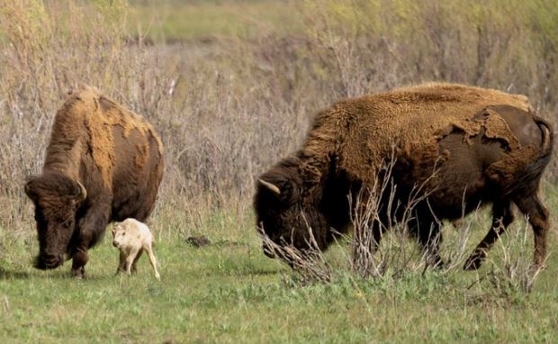 Con bê trắng 'ứng nghiệm lời tiên tri' được bộ lạc da đỏ Mỹ tôn vinh long trọng