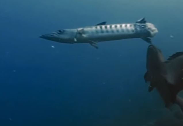 Clip: Bị cắn đứt đôi người, cá nhồng vẫn cố gắng thoát khỏi những kẻ săn mồi