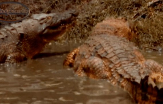Clip: Cá sấu mẹ đang định đưa con xuống nước thì kẻ thù đến tổ giết hại, liệu trận chiến sẽ ra sao?