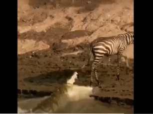 Clip: Chậm chân nên đớp hụt con mồi, cá sấu tiếc hùi hụi, có hành động khiến nhiều người bật cười