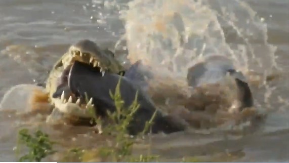 Clip: Bi hài chuyện cá sấu 'lóng ngóng' bị con mồi cắn vào lưỡi, liệu điều đó có giúp nạn nhân thoát chết