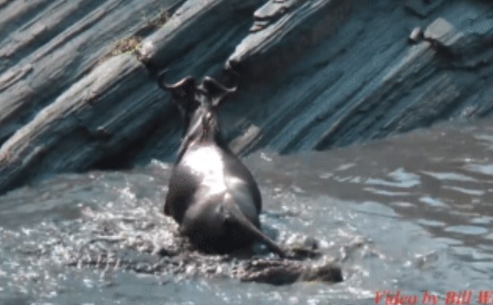 Clip: Phía trước là vách đá trơn tuột, phía sau là cá sấu "tử thần", linh dương vẫn tạo nên kỳ tích bất ngờ