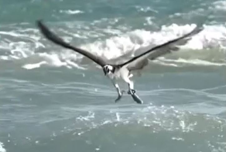 Clip: Màn săn mồi ấn tượng của chim ó cá