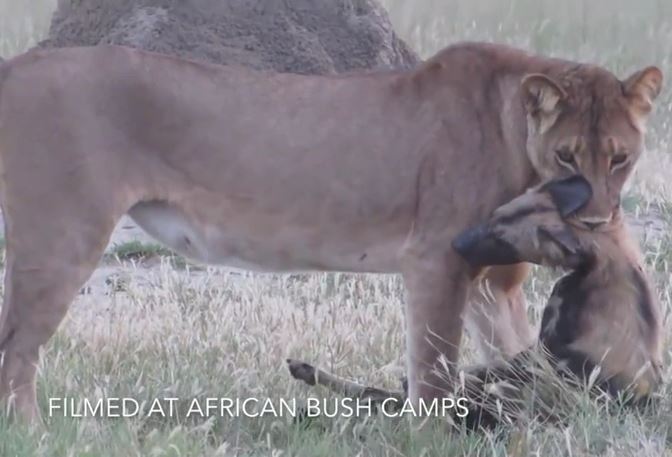 Chó hoang châu Phi đóng kịch giả chết tài tình để thoát khỏi hàm sư tử