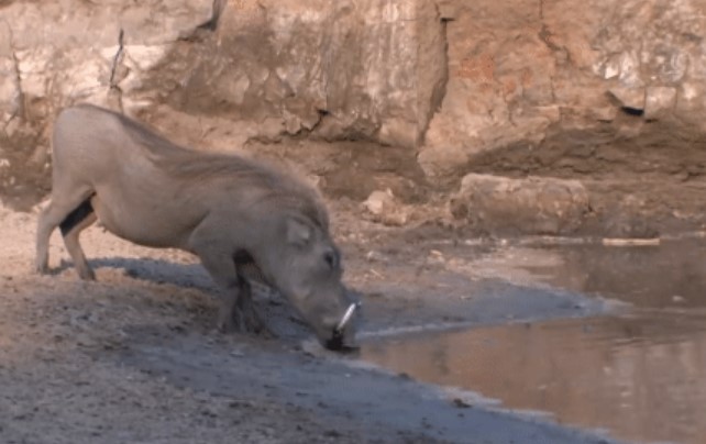 Clip: Cá sấu vọt lên như 'tên bắn khỏi cung' nhưng pha né đòn còn nhanh hơn