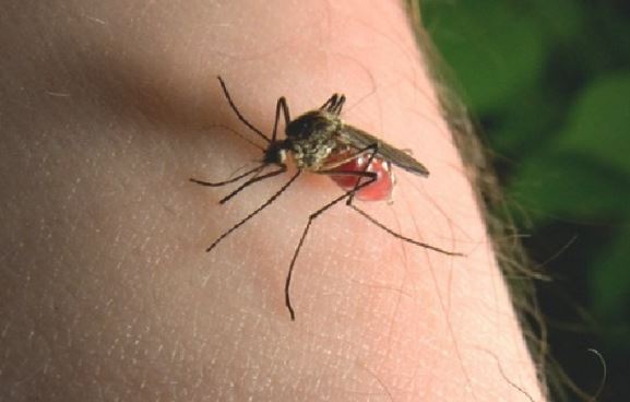 Bạn thường xuyên bị muỗi đốt? Bác sĩ bật mí lý do khiến ai cũng bất ngờ