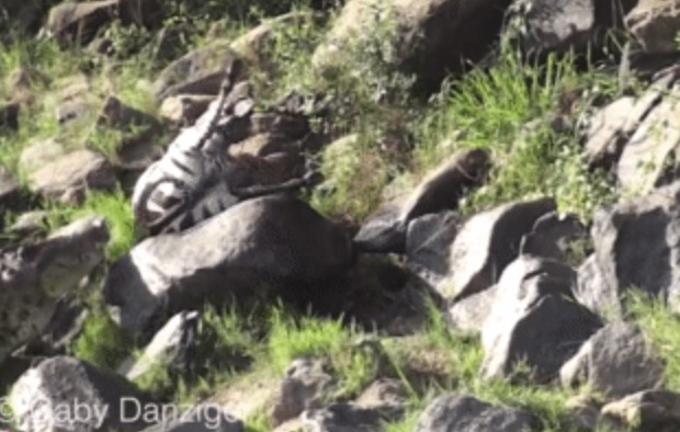 Clip: Ngựa vằn vượt thoát khỏi cá sấu, ngờ đâu trên bờ còn có kẻ khác rình rập rồi ra đòn