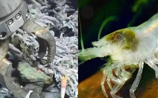 Loại tôm khó ăn nhất thế giới: Ngay cả người dễ tính cũng không thể ăn được!