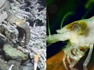 Loại tôm khó ăn nhất thế giới: Ngay cả người dễ tính cũng không thể ăn được!