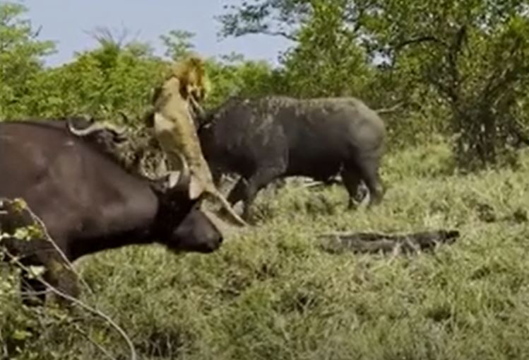 Sư tử già bị đàn trâu rừng hành hạ thê thảm