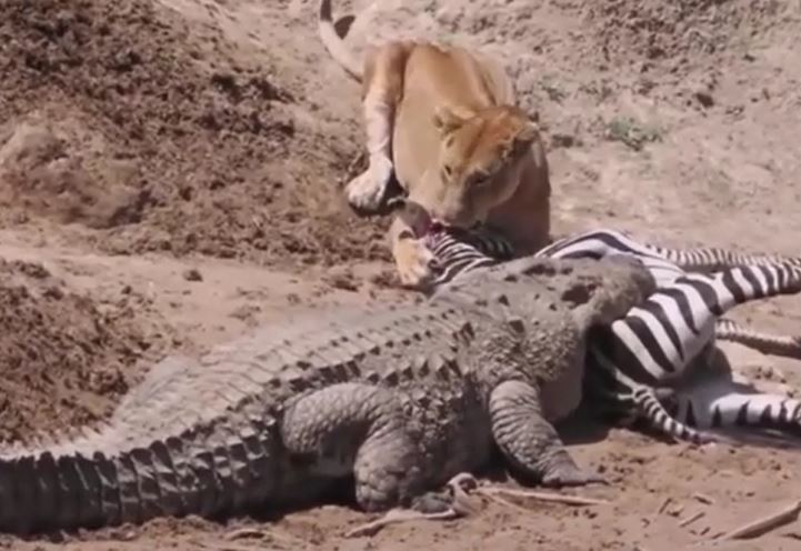 Sư tử đang săn mồi bất ngờ bị kẻ phá bĩnh chen ngang