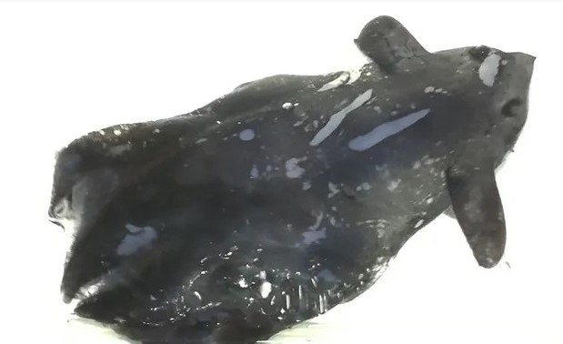 Ph&#xE1;t hi&#x1EC7;n lo&#xE0;i m&#x1EF1;c ma c&#xE0; r&#x1ED3;ng ch&#x1B0;a t&#x1EEB;ng th&#x1EA5;y &#x1EDF; Trung Qu&#x1ED1;c