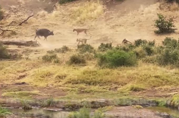 Trâu rừng thể hiện sức mạnh khi bị 21 con sư tử bao vây