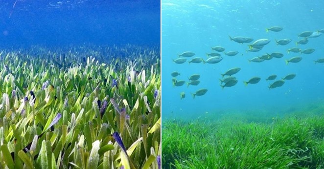 Hé lộ nơi có loài thực vật bất tử lớn nhất thế giới, trải dài 180km: Tự nhân bản, tuổi đời 4.500 năm