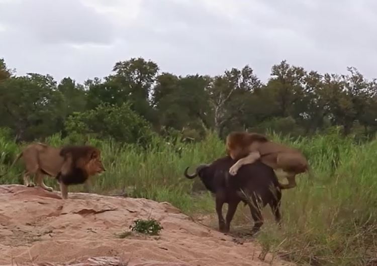 Cái kết khó ngờ sau khi trâu rừng được đồng loại giải cứu khỏi hàm sư tử