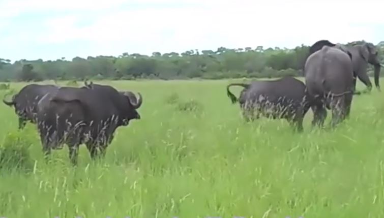 Clip: Voi nhận bài học khi "bắt nạt" trâu rừng