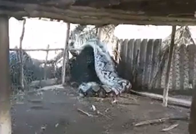 Trăn khổng lồ bị mắc kẹt sau khi vào chuồng ăn thịt gia súc của nông dân