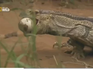 Clip: Cá sấu 'hỏa tốc' lên bờ truy sát kẻ trộm trứng, cú đớp uy lực có hạ được đối thủ?