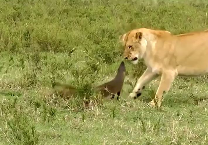 Bị sư tử bao vây, cầy mangut cao 20 cm cả gan đối đầu và cái kết "bẽ bàng"