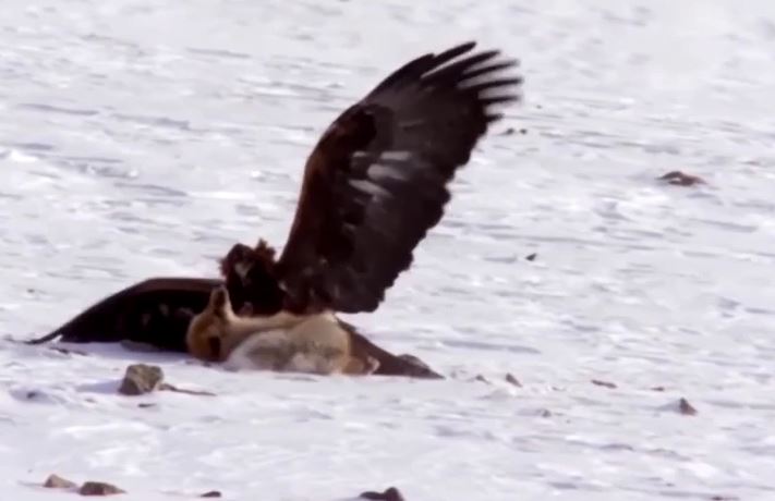 Cáo tuyết quy phục trước sức mạnh của "ông vua bầu trời"