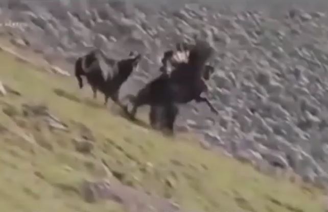 Màn săn linh dương núi kịch tính của đại bàng và cái kết khó ngờ