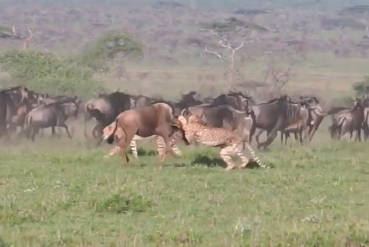Mải mê chống đỡ báo đốm, linh dương đầu bò bất ngờ khi xuất hiện "kẻ thứ 2"