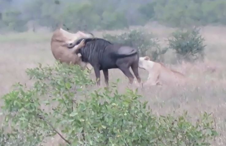 Hai con sư tử cái điên cuồng tấn công linh dương đầu bò và cái kết khó ngờ