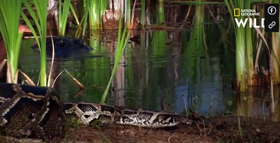 Clip: Trăn Miến Điện vừa ăn thịt cá sấu xong thì bị một con cá sấu khác tấn công đến chết