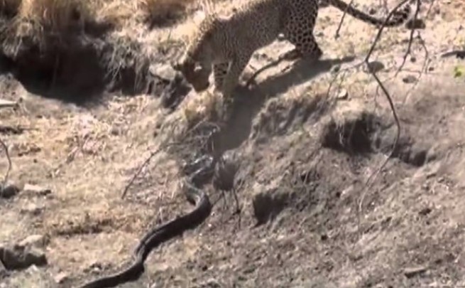 Clip: Khắc tinh của loài trăn hung dữ nhất châu Phi