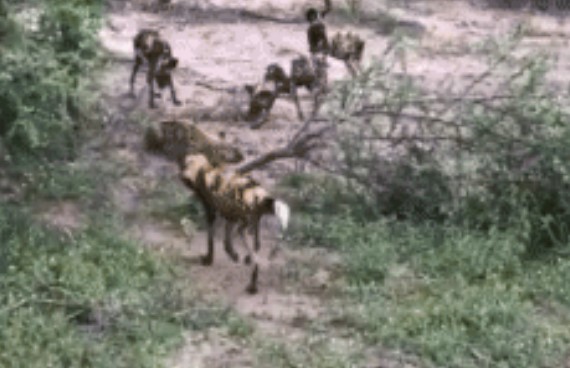 Clip: Linh cẩu bị đàn chó hoang giết chết, hành động của đàn chó sau đó hiếm thấy