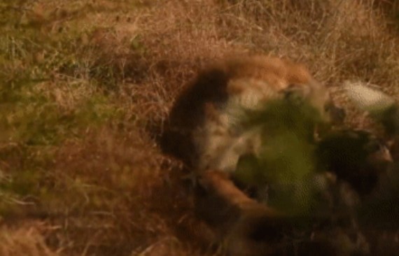 Clip: Lại gần hang chó hoang, linh cẩu bị cả đàn chó tấn công liên hoàn và kết cục thót tim