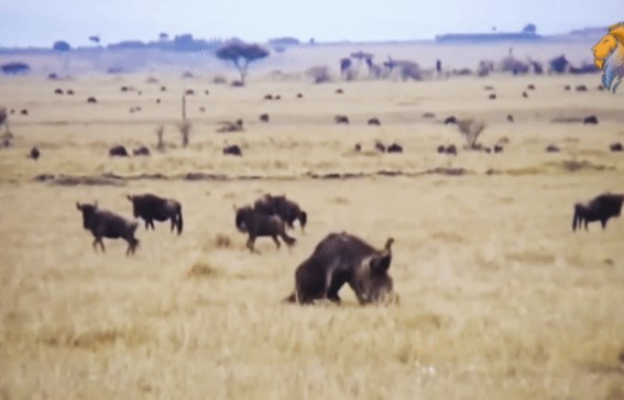 Linh dương bị linh cẩu 'đói đến phát cuồng' đeo bám dai dẳng, kết cục sẽ ra sao?