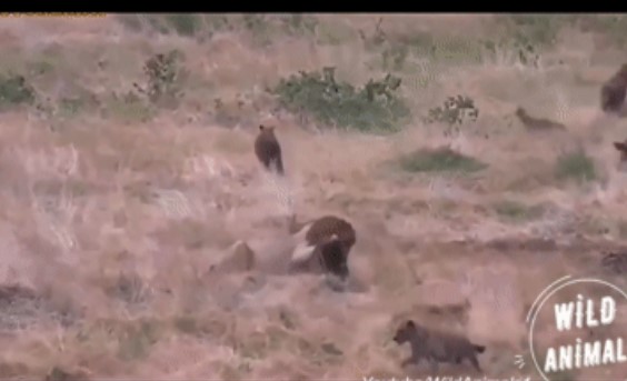 Clip: Cả bầy sư tử bất lực vì linh cẩu dàn trận đầy tinh quái - 'vị vua' xuất hiện đúng lúc tung đòn trừng phạt