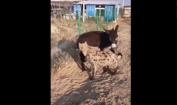 Clip: Linh cẩu cậy thế bắt nạt lừa, nào ngờ kẻ yếu lại "tung chiêu hiểm" lật ngược ngoạn mục