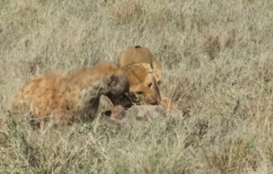Clip: Sư tử vất vả đào hang kéo lợn bướu lên, ngờ đâu gặp linh cẩu lì đòn đến cướp mồi