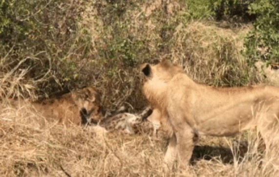 Clip: Dòm ngó bữa ăn của đàn sư tử, linh cẩu nhận kết cục bi thảm