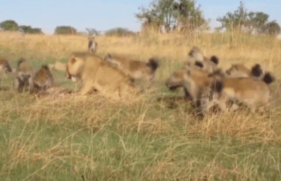 Clip: Sư tử trẻ liều lĩnh cướp thức ăn của đàn linh cẩu, trận chiến sẽ có kết cục ra sao?