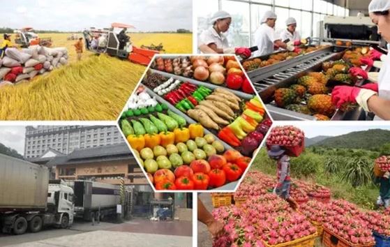 Xuất khẩu rau quả sẽ tiếp tục thuận lợi