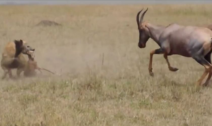 Rình bắt linh dương con, linh cẩu suýt bị húc thủng bụng