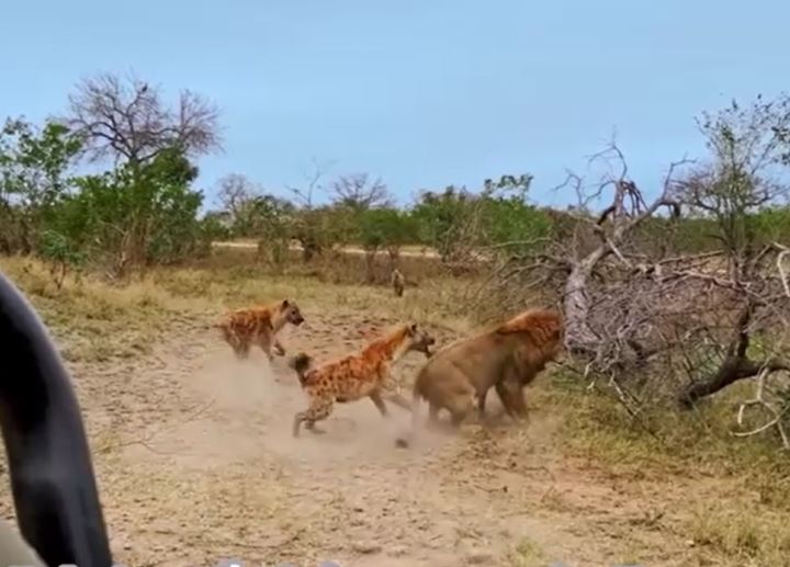 Đàn linh cẩu hợp sức giải cứu đồng loại khỏi nanh vuốt sư tử