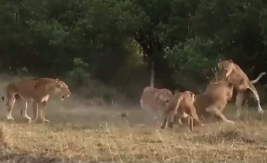 Sư tử đực chạy thục mạng vì bị sư tử cái bao vây, đuổi đánh